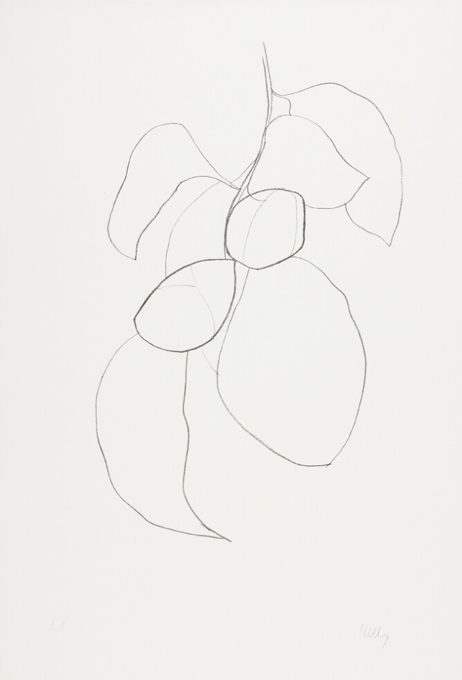 Camellia III