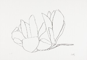 Magnolia