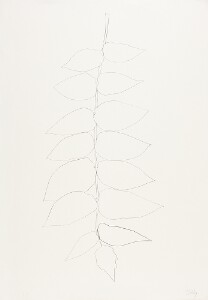 Ailanthus Leaves II (Vernis du Japon II)