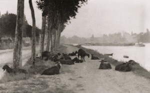 Goats at River's Bank