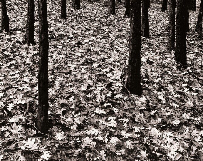 Oak Leaves and Pine Trees Oakhurst, California