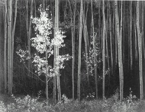 Aspens, New Mexico