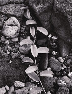 Vine and Rock Island of Hawaii