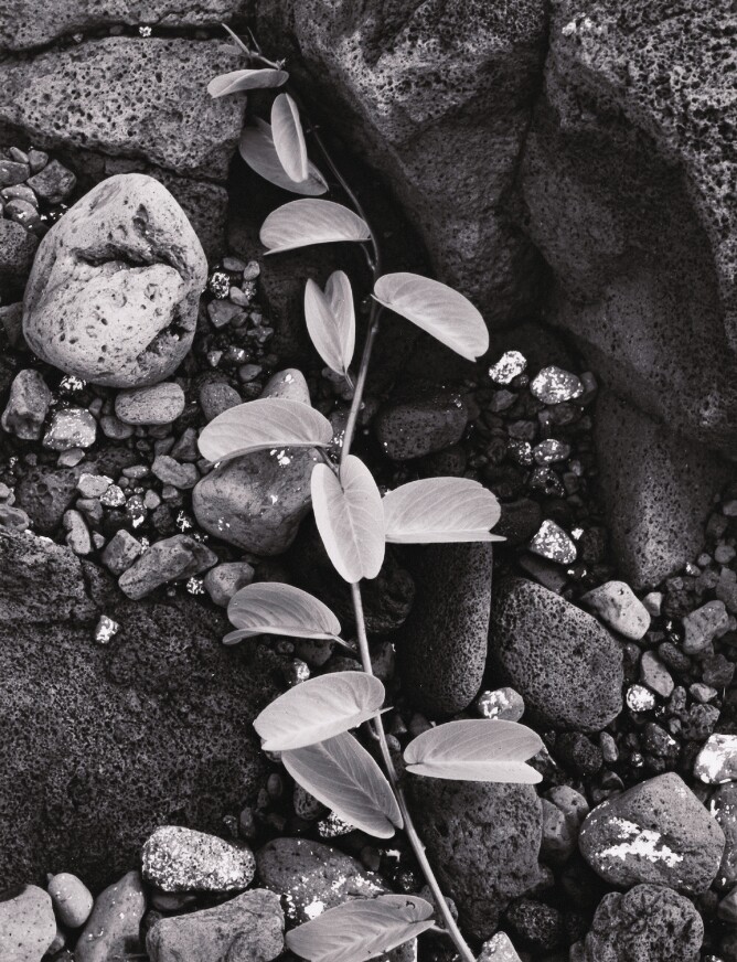 Vine and Rock Island of Hawaii