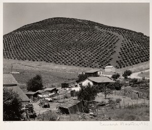 California Vineyard