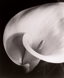 Calla (Calla Lilly)