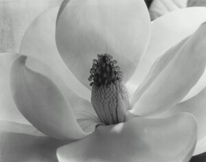 Magnolia Blossom