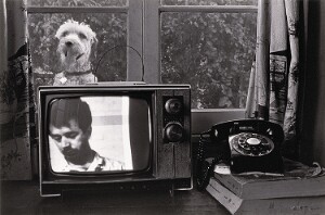 Untitled (Dog in Window Behind TV)