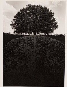 Untitled (Tree with roots)